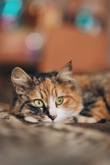 Рыжая кошка