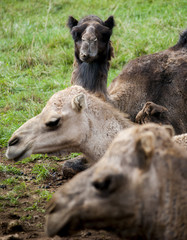 Fototapeta premium Dromedarios