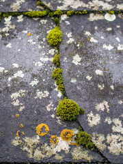 Moos auf Schieferdach