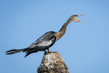 Female Anhinga Calling With Its Throat Pouch Extended - Florida