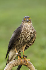 falcon bird