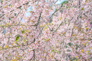 Fototapeta premium v sakura in Thailand beautiful pink flower