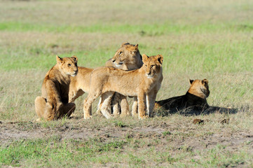 Obraz na płótnie Canvas Lion in the grass of Masai Mara, Kenya