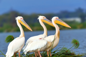 Great white pelican
