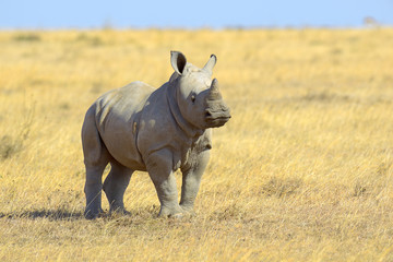 Obraz premium African white rhino