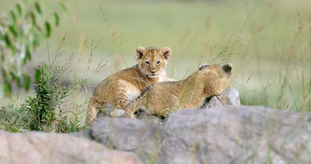African lion cub