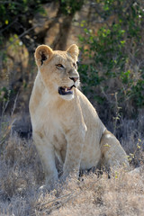 Close lion in National park of Kenya