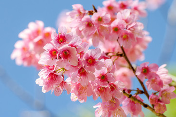 Beautiful cherry blossom in the northern of Thailand