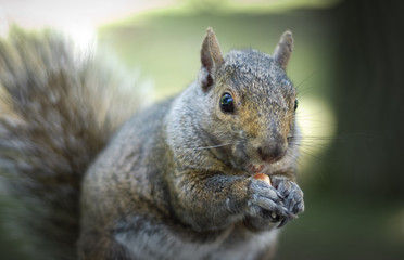 A hungry North American grey squirrel chows down on a peanut in a park.  Close up of park animals in Ottawa, Canada.
