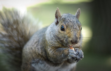 A hungry North American grey squirrel chows down on a peanut in a park.  Close up of park animals in Ottawa, Canada.
