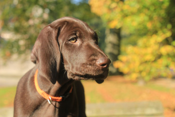 German Shorthaired Pointer Puppy
