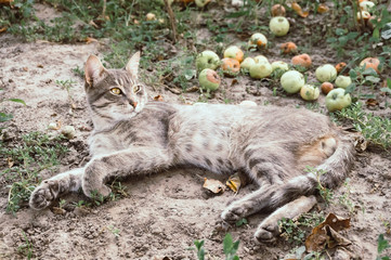 Obraz premium Довольный кот в яблоневом саду