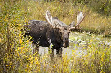 Shiras Moose - Alces alces - Grand Teton National Park - Wyoming