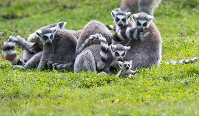 baby lemur with family © irontrybex