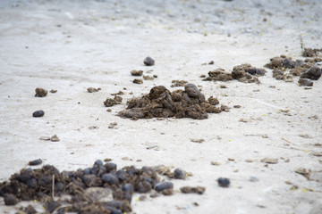 Big horse droppings on an asphalt road