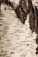 Birch bark texture