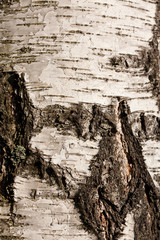 Birch bark texture