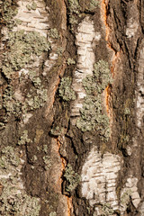Birch bark texture