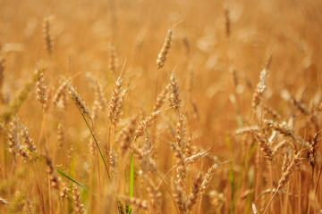 Golden wheat field ready to harvest