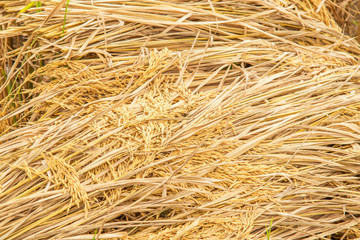 golden paddy rice seed and grains