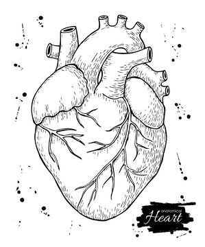 Anatomical human heart. Engraved detailed illustration.