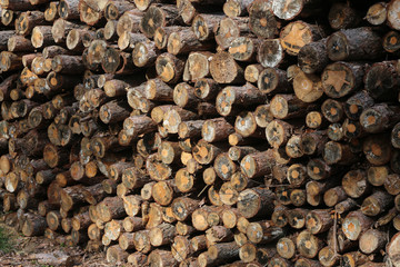Woodpile of freshly cut lumber awaiting distribution