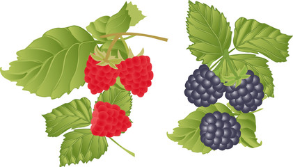 Red raspberries and blackberries on a white background.