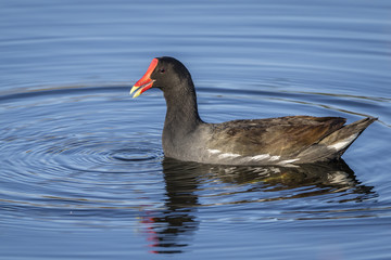 Common Gallinule Swimming in a Florida Pond