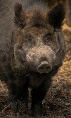 Male wild boar