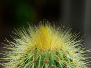 Cactus plant detail