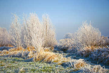 Snow covered trees, winter landscape