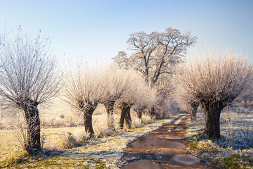 Snow covered trees, winter landscape