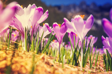vintage blooming violet crocuses, spring flower