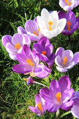 purple crocuses