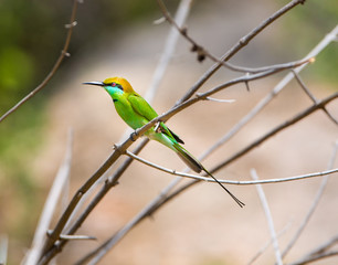 Fototapeta premium Green Bee eater is bright green and tinged with blue especially on the chin and throat. The crown and upper back are tinged with golden rufous. The flight feathers are rufous washed with green. 