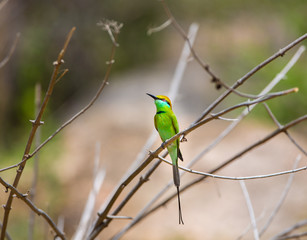 Green Bee eater is bright green and tinged with blue especially on the chin and throat. The crown and upper back are tinged with golden rufous. The flight feathers are rufous washed with green. 