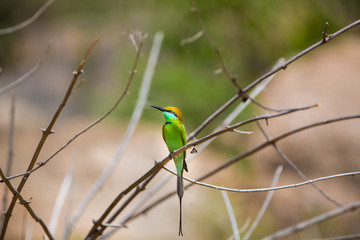 Green Bee eater is bright green and tinged with blue especially on the chin and throat. The crown and upper back are tinged with golden rufous. The flight feathers are rufous washed with green. 