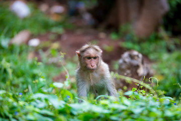 The bonnet macaque is a macaque endemic to southern India. Its distribution is limited by the Indian Ocean on three sides and the Godavari, Tapti Rivers along with a related species of rhesus macaque.
