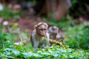 The bonnet macaque is a macaque endemic to southern India. Its distribution is limited by the Indian Ocean on three sides and the Godavari, Tapti Rivers along with a related species of rhesus macaque.
