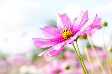 Obraz premium Cosmos flowers blooming in the garden