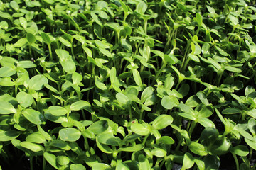 Plant of sunflower seeds