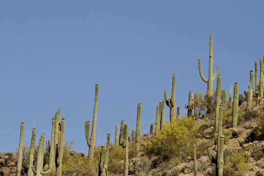 Saguaro Cactus landsacpe © Chris Gardiner