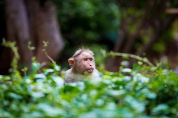 The Macaque diaries. The bonnet macaque is a macaque endemic to southern India. Its distribution is limited by the Indian Ocean macaque. These art part of the big Banyan tree troop Bangalore India.