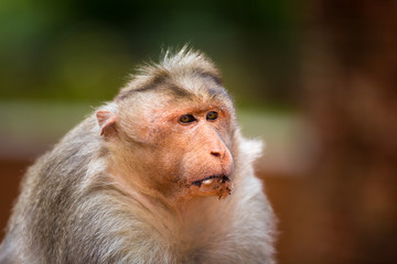 The Macaque diaries. The bonnet macaque is a macaque endemic to southern India. Its distribution is limited by the Indian Ocean macaque. These art part of the big Banyan tree troop Bangalore India.