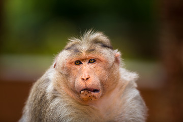 The Macaque diaries. The bonnet macaque is a macaque endemic to southern India. Its distribution is limited by the Indian Ocean macaque. These art part of the big Banyan tree troop Bangalore India.