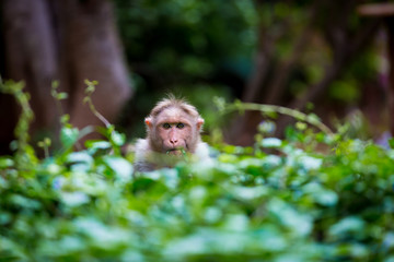 The bonnet macaque is a macaque endemic to southern India. Its distribution is widespread and is common in major cities where it can become a nuisance with its foraging activities. 