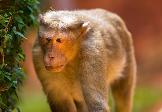 The bonnet macaque is a macaque endemic to southern India. Its distribution is widespread and is common in major cities where it can become a nuisance with its foraging activities. 