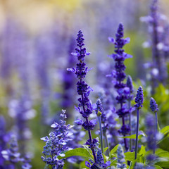 lavender flowers, close-up, selective focus