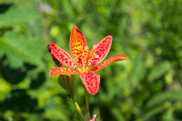 Open Tiger Lily in Forest