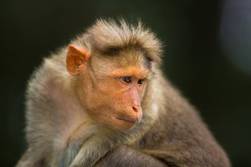The bonnet macaque is a macaque endemic to southern India. Its distribution is widespread and is common in major cities where it can become a nuisance with its foraging activities. 